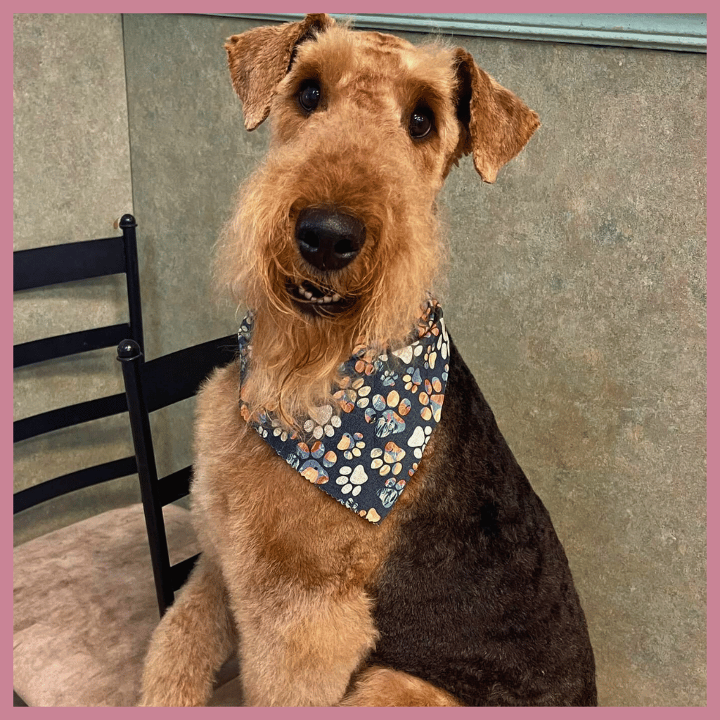 Airedale